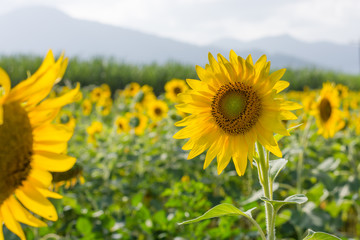 Yellow Sunflowers in a Field 