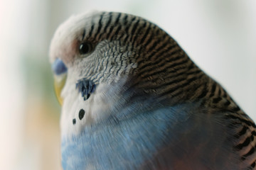Blue budgie macro portrait