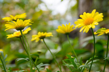 yellow flowers in garden