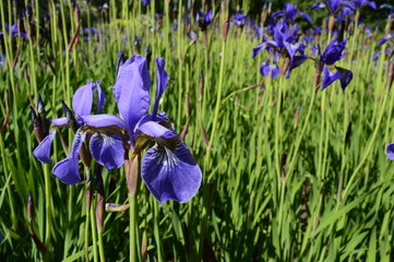 Siberian iris with deep blue ornamental flowers