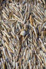 Razor Fish shells drying in the sun on a beach.