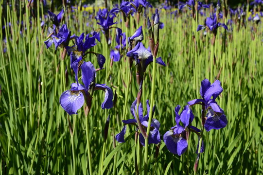 Siberian iris with deep blue ornamental flowers