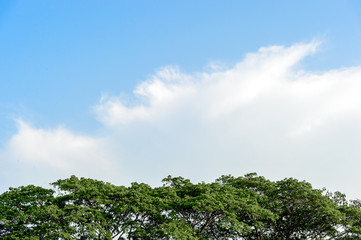 closeup tree top with soft-focus and over light in the background