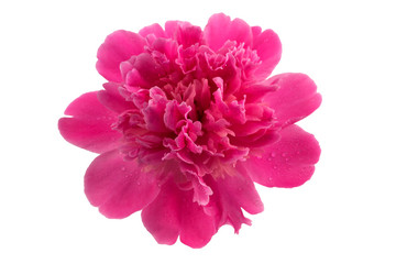 A large peony flower of pink color, isolated on a white background with raindrops on the petals.