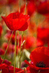 Obraz premium poppies in close up