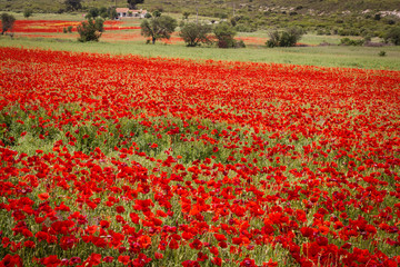 field of poppies in Provence