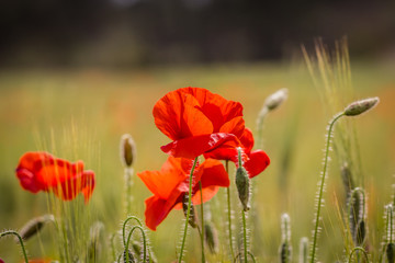 Obraz premium poppies in close up