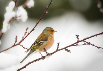 Chaffinch bird sitting on a snow covered tree