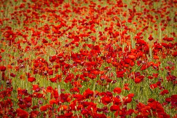 field of poppies in Provence