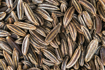 Caraway seeds close-up. Spice background. Carum carvi. Beautiful harmonic texture from pile of brown striped seasoning. Dried fragrant cumin grains in detail.
