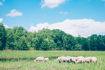 Herd of sheeps in the meadow in the springtime
