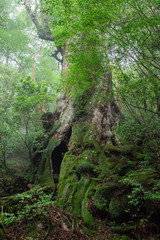 屋久島　
