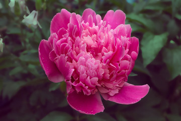 A large blooming pink peony on a background of green leaves and other plants with raindrops on the petals.