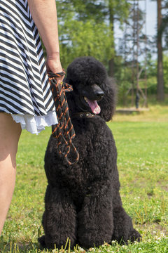 black poodle in the Park
