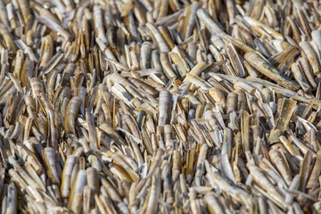 Washed up on a beach in Norfolk, Razor fish shells drying out their life cycle is at an end.