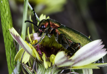 Brightly coloured green and red beetle