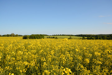 Rapsfeld auf Rügen