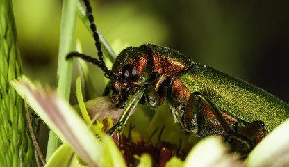 Brightly coloured green and red beetle