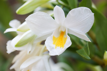 Naklejka na ściany i meble close up of white-yellow orchid flower background.