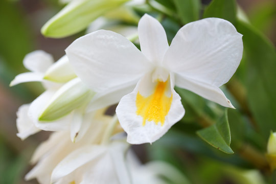 close up of white-yellow orchid flower background.