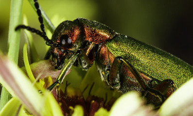Brightly coloured green and red beetle