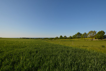 Gerstenfeld auf Rügen