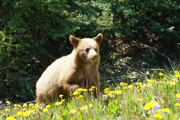 Light brown bear cub is feeding on dandelions