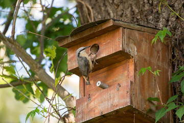 Kleiber oder Spechtmeise - Sitta europaea
