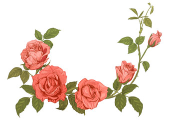 Branches pink roses, bouquet with pink, red flowers, buds, green stems, leaves on white background, hand draw sketch in engraving vintage style, horizontal frame for design, vector