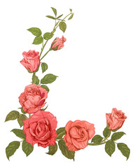 Branches pink roses, bouquet with pink, red flowers, buds, green stems, leaves on white background, hand draw sketch in engraving vintage style, vertical frame for design, vector