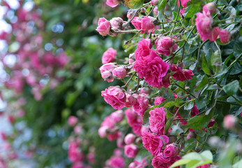 Beautiful pink roses climbing on a wall in summer 