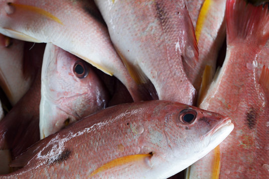 Fresh Fish In Pattani Seafood Market