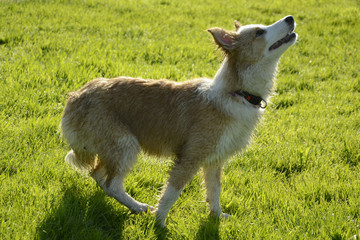 Puppy Border Collie listens to the owner and performs functions on the compand. Obedient and intelligent dog. Training