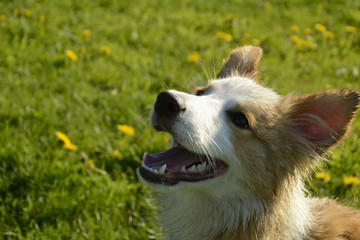 Puppy Border Collie listens to the owner and performs functions on the compand. Obedient and intelligent dog. Training
