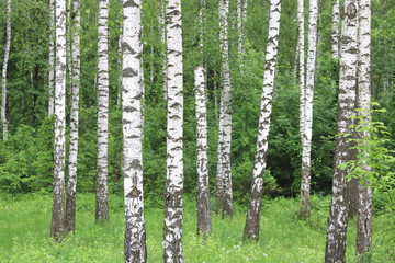 Beautiful birch trees with white birch bark in birch grove with green birch leaves in early summer