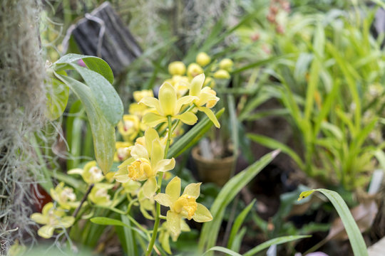 Yellow blooming archdeia in the garden. Delicate flower of a yellow archide close up. Congratulations to women on March 8