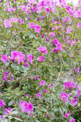 Big pink azalea bush in the garden. Season of flowering azaleas. Pink Satsuki azalea blooming(Azalea Rhododendron)