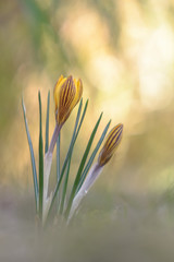 Krokus #01