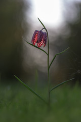 Schachbrettblume #01