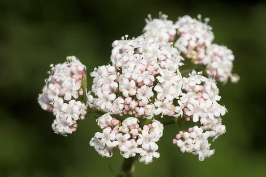 Badrianbl&uuml;te