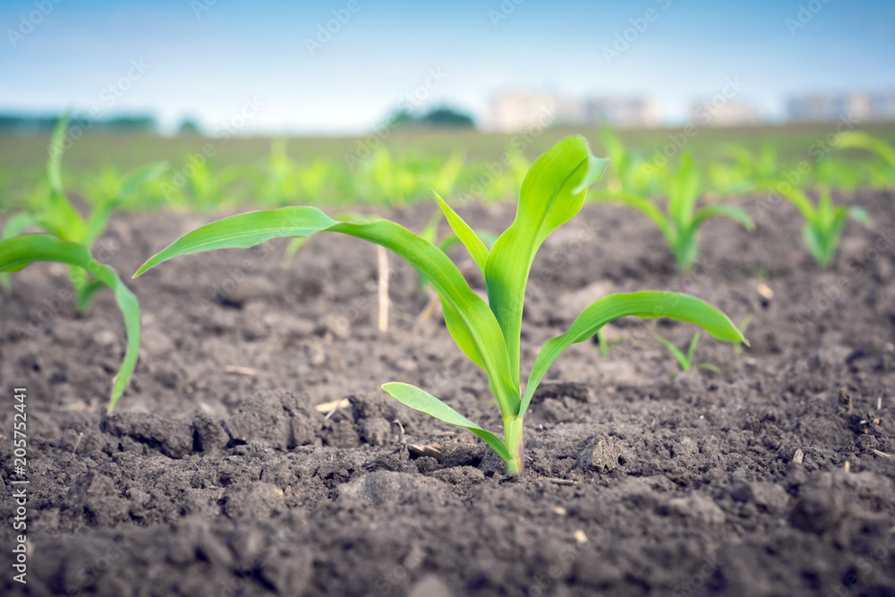 Canvas Prints a young corn plant on the background of the same on the field