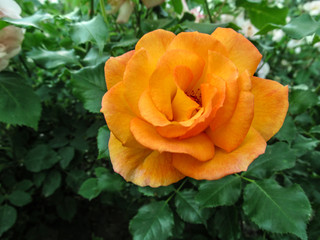 Amazing beautiful flower of an orange rose of classical shape of a bloom on a background of green foliage. Bright contrasting floral background with one large terry velvety flower among emerald leaves