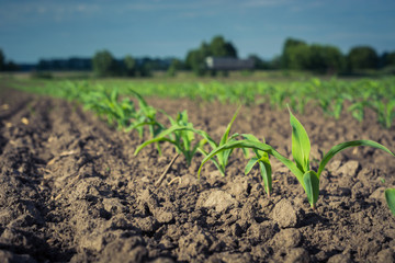 row of young corn plants against the sky