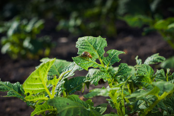 Potato beetle is climbing a sheet of a fairly bitten bush