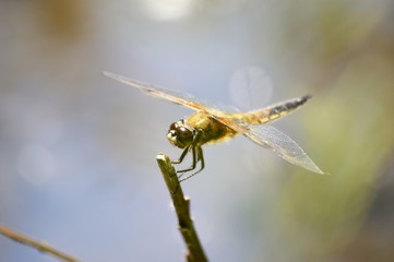 Junges Weibchen der Blauen Plattbauch-Libelle (Libellula depressa)