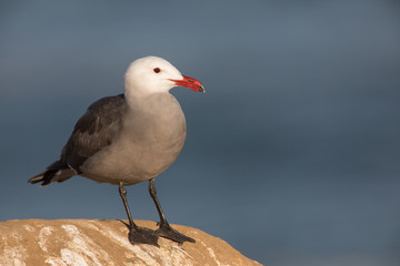 Heermann's Gull