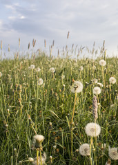 Natural dandelion garden