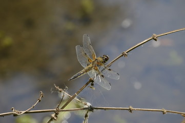 Junges Weibchen der Blauen Plattbauch-Libelle (Libellula depressa)