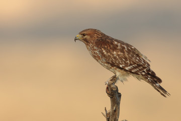 Red-shouldered hawk