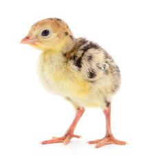 Chicken turkey isolated.